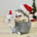 Kamilla_hedgehog
