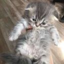 poor_poor_dead_Sally