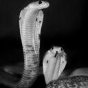 bebyasnake__99999999