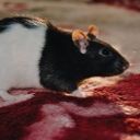 rats-rat1