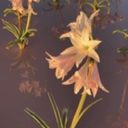 Brystnichnoe_Varenie