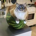 Watermelon_CatSL