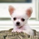 MiniPuppy6