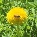 Unknown_Englishwoman