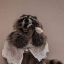raccoonbored