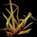 drosera_regia