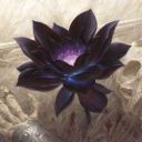 Black_Lotus24