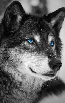 Их любовь началась в полнолуние 