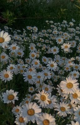 Дневник Интроверта 