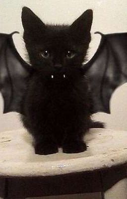 в мире вампиров 