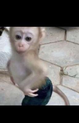 американ жизнь