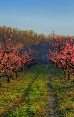 Персиковый сад