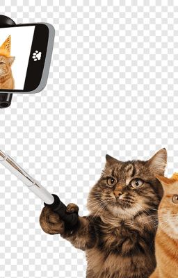 Коты Любители и телега