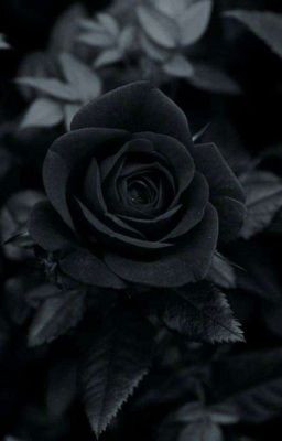 Чёрная роза Хогвартса