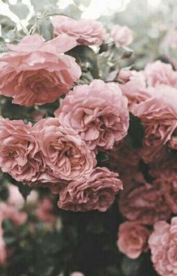 ОНА вампир♡♤