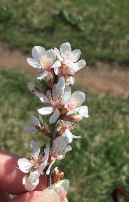 Дети-ангелы