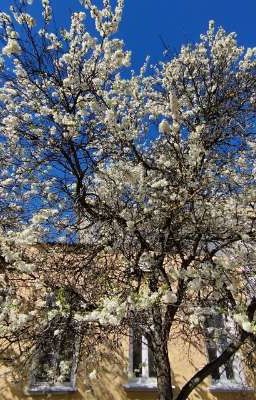 Стихи. Эмилия Ралефф 