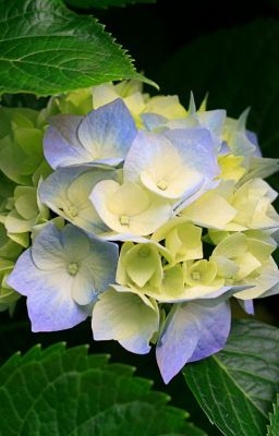 любовь в большом городе