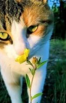 Жизнь за племя! (1 ЧАСТЬ)