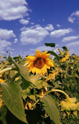 Жизнь маселка☀️