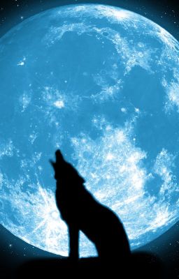 Загадочный лес.