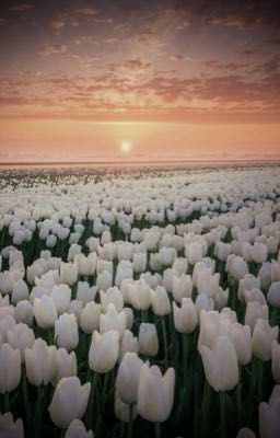 тюльпановое поле 
