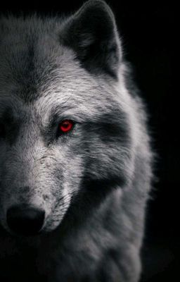 Мой волчонок 