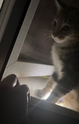 она верила в любовь 