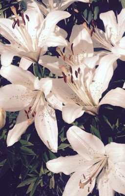 Лёд и пламя. Овертайм