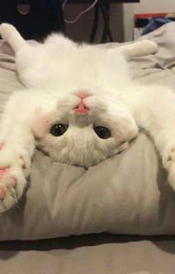 Чёртов враг.