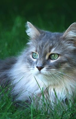 Приключения Марты.