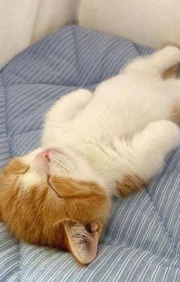 Хенликсы.. разлука. 