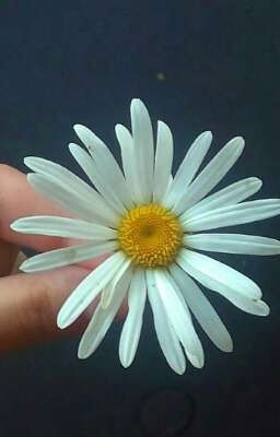 Дневник похудения