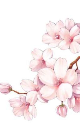 Цветущая сакура🌸