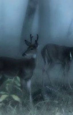 тайны Форкса 