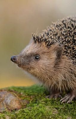 Невероятные приключения Ежа Олега