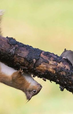 Приключение мышки Беллы и бельчонка Джеррика