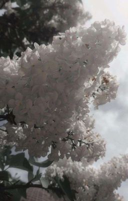 Сирень расцветает после дождя