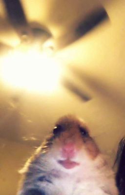 Поебульки в школе