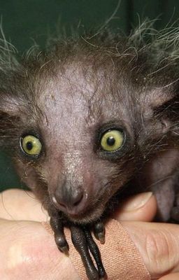 Странный зверь