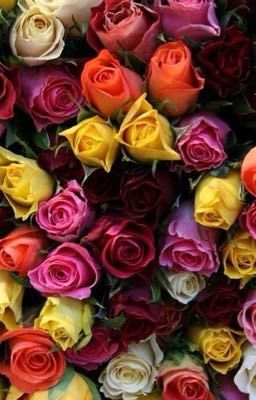 Приключения Алисы!!!