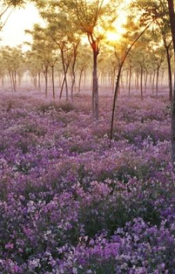 война и любовь