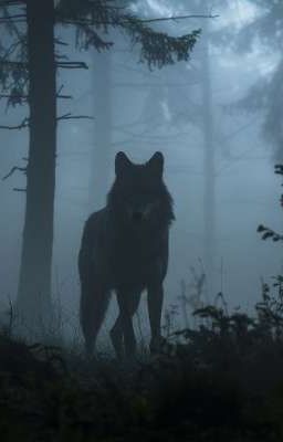 Волки в лесу: Последний крик Лены