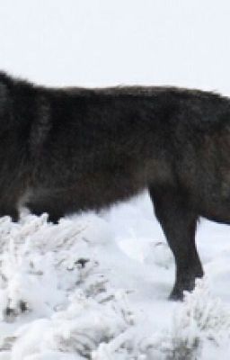 Колесова Наталья Валенидовна Оборотень