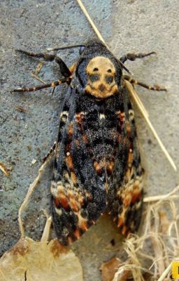 Хочу стать бражником