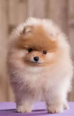 Детектив Мирта И помошник Бублик