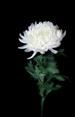 Хризантема