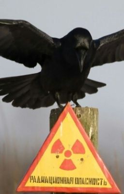 STALKER - По следам Пророка