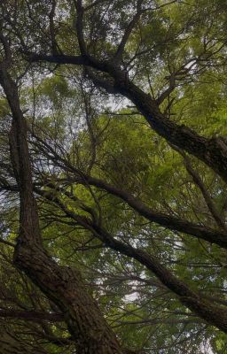 Про русалок на ветвях и затаившихся духов