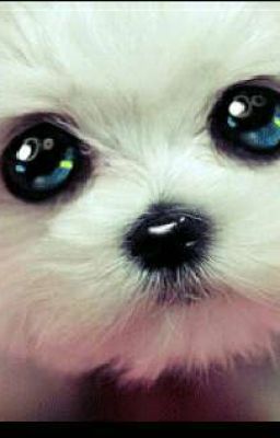 Рассказы о животных.